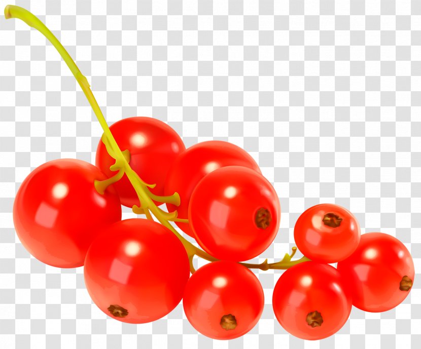 Zante Currant Blackcurrant Redcurrant Le Cassis Mors - Cranberry - Berries Transparent PNG