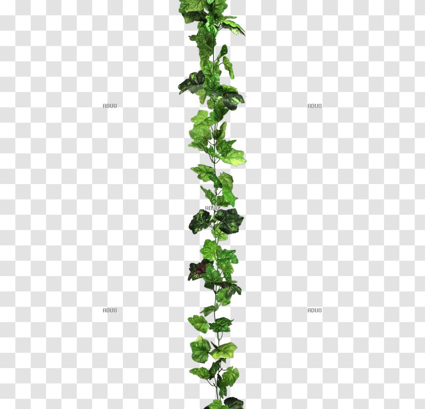 Plant Stem Leaf Branching Transparent PNG