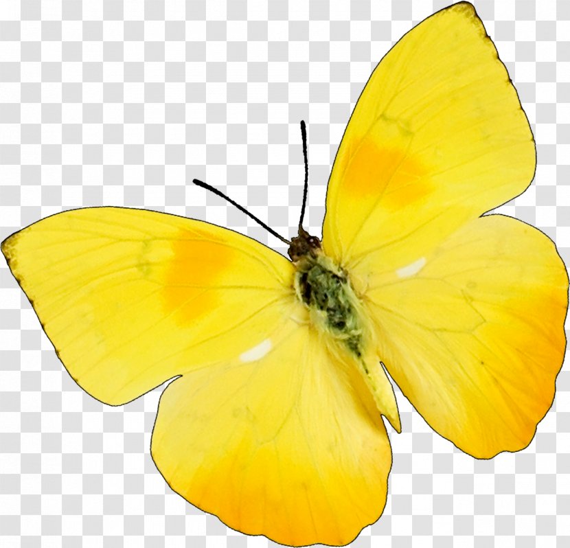 Butterfly Insect Snoopy & Charlie Brown Yellow Clip Art - Invertebrate Transparent PNG