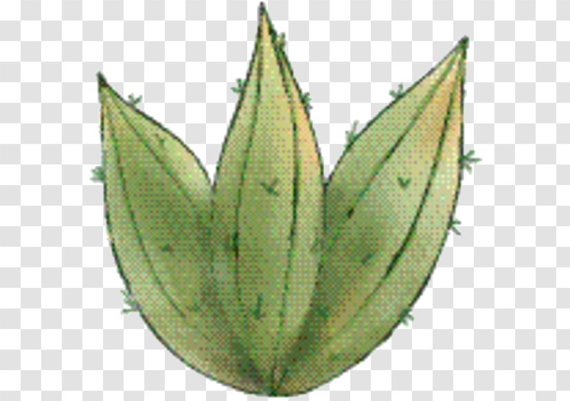 Aloe Vera Leaf - Hemp Family - Herb Transparent PNG