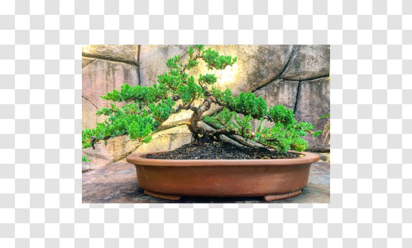 Bonsai Flowerpot Sageretia Theezans Tree Houseplant Transparent PNG