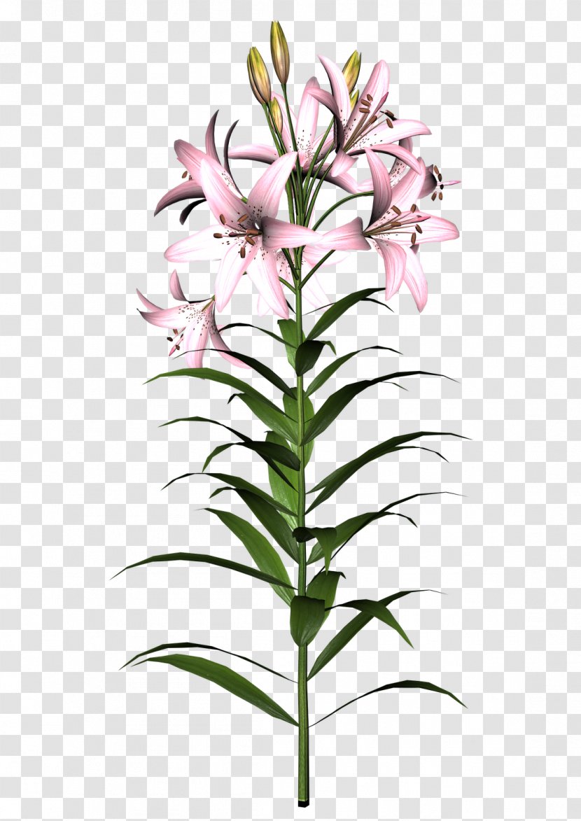 Easter Lily Flower Tiger Clip Art - Flowering Plant Transparent PNG