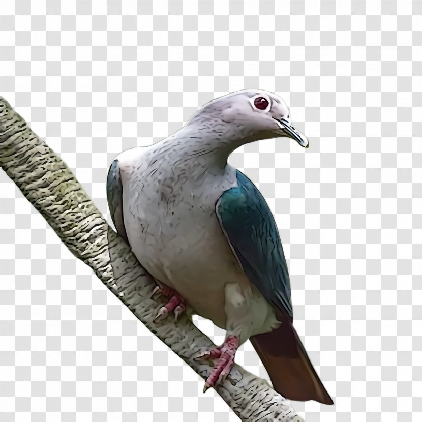 Bird Stock Dove Rock Beak Pigeons And Doves Transparent PNG