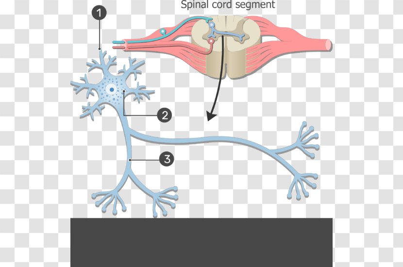 Neuron Nervous System Soma Cell Human Body - Heart - Nerve Structure Transparent PNG