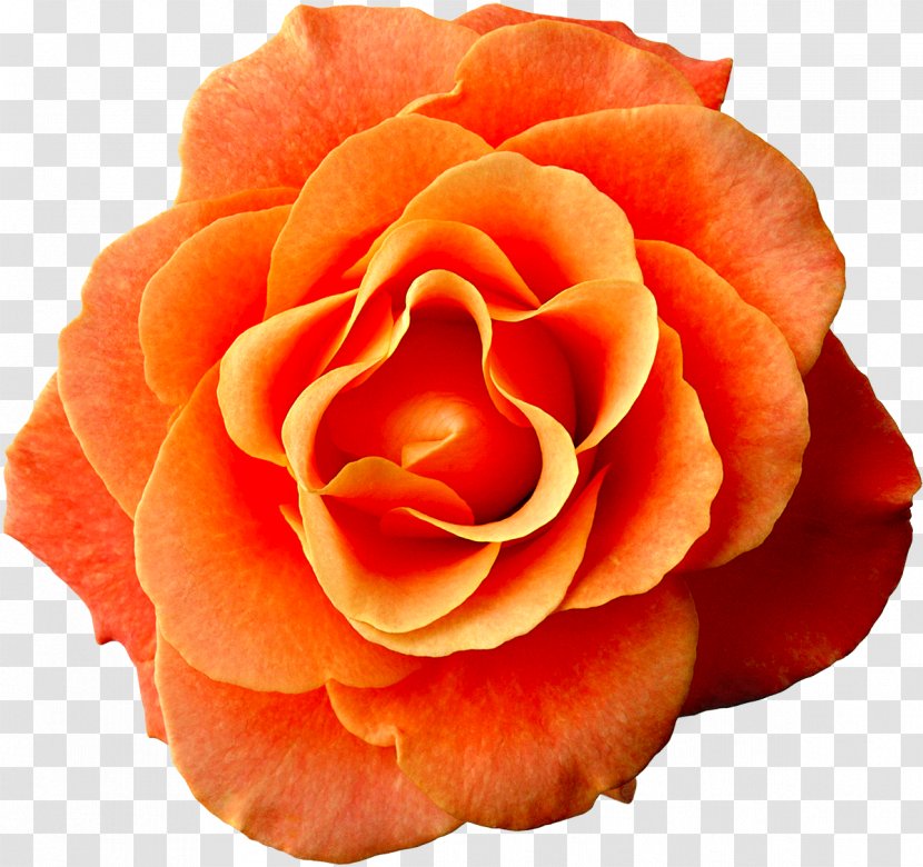 Flower Rose Dress Orange Pink - Garden Roses - White Transparent PNG