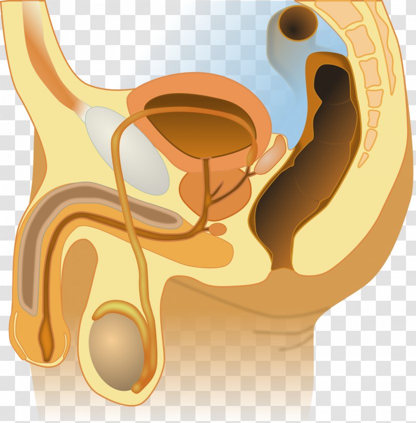 Female Reproductive System Bulbourethral Gland Anatomy - Frame - Heart Transparent PNG