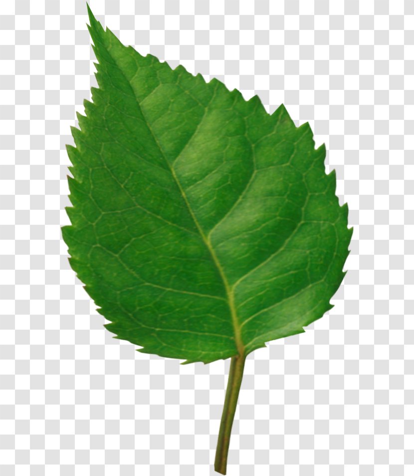 Leaf Photography Clip Art - Plant Stem Transparent PNG