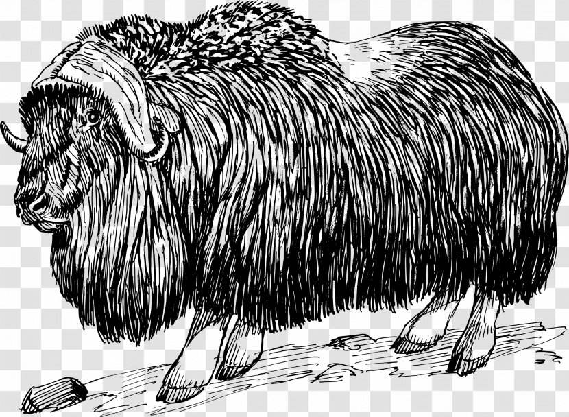 Muskox Drawing Clip Art - Monochrome Photography - Ox Transparent PNG