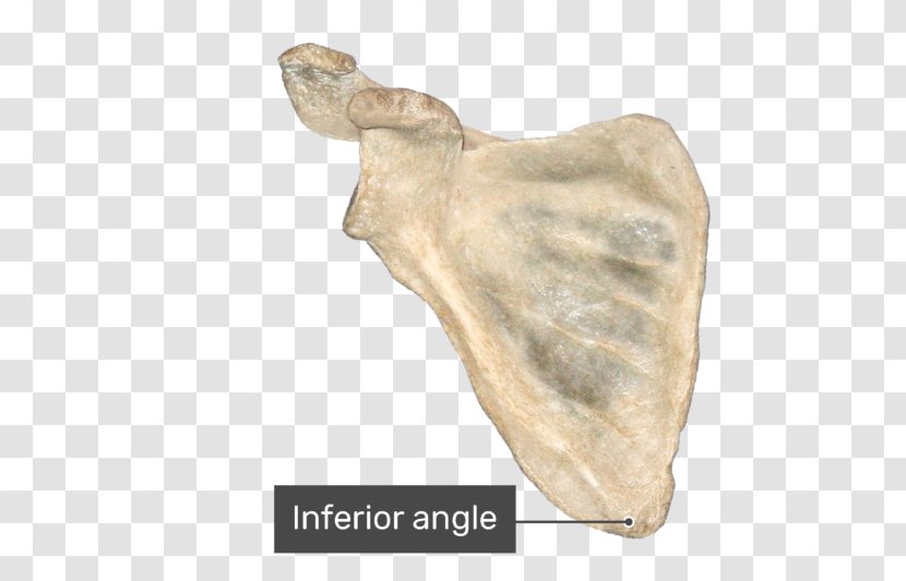Jaw Bone Joint Anatomy Mandible - Cartoon - Medial Border Of Scapula Transparent PNG
