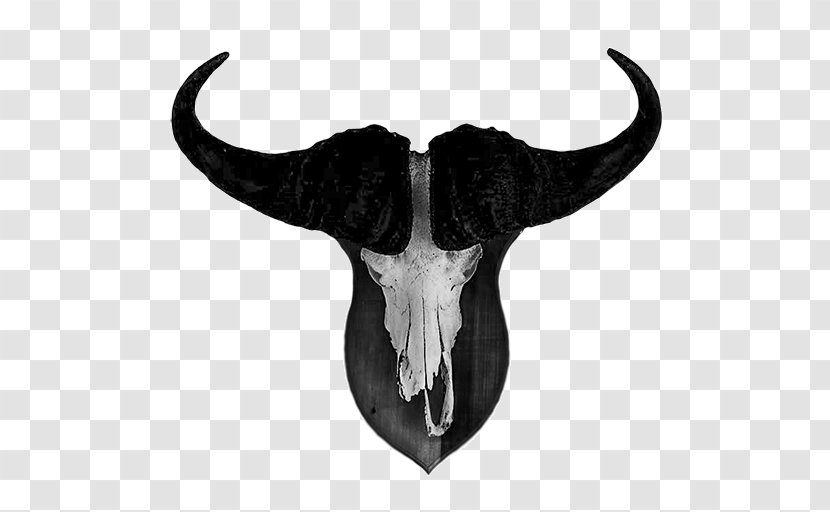 Cattle Skull White Jeffrey Horn - Cow Goat Family Transparent PNG