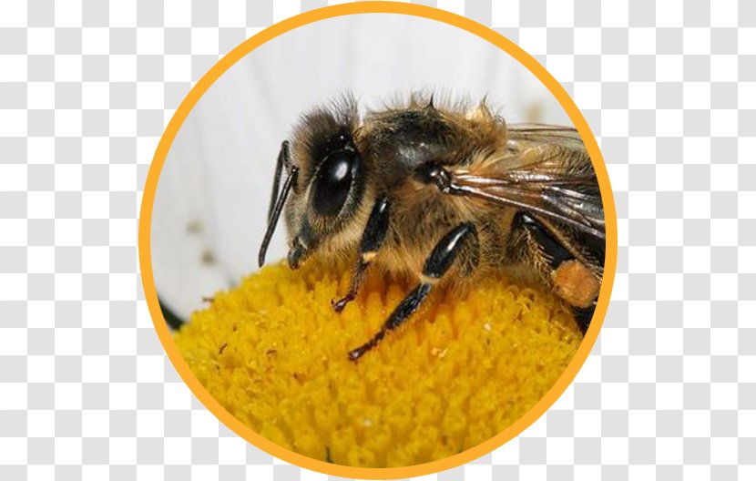 Honey Bee Bumblebee Pollen Insect Transparent PNG