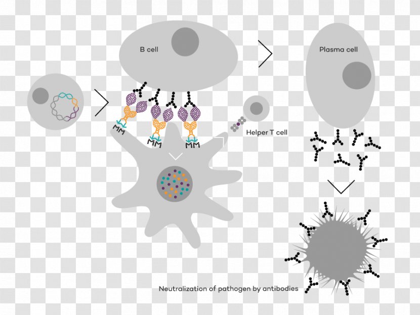 TV 2 .no Clip Art - Tree - Infectious Disease Transparent PNG