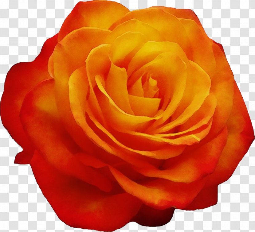Garden Roses - Red - Rose Family Transparent PNG