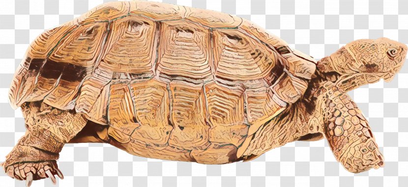 Tortoise Turtle Reptile Pond Desert - Chelydridae - Box Transparent PNG