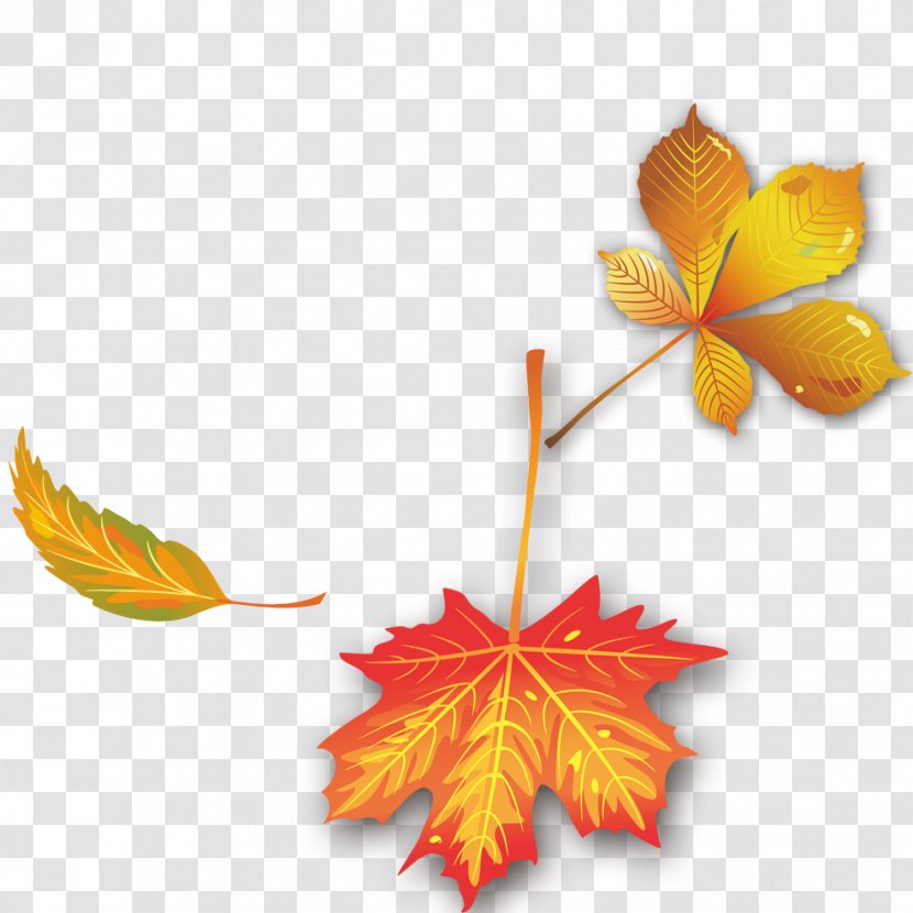 Maple Leaf Autumn - Leaves Transparent PNG