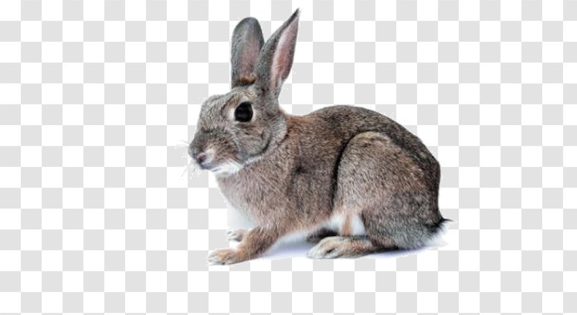 Domestic Rabbit Hare Easter Bunny Cat - Leporids Transparent PNG