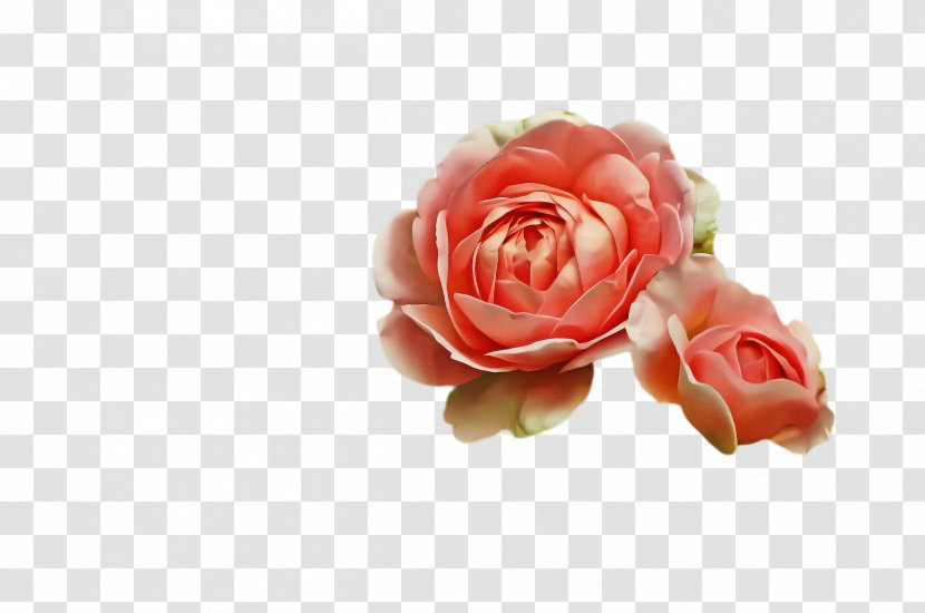 Garden Roses - Floribunda Hybrid Tea Rose Transparent PNG