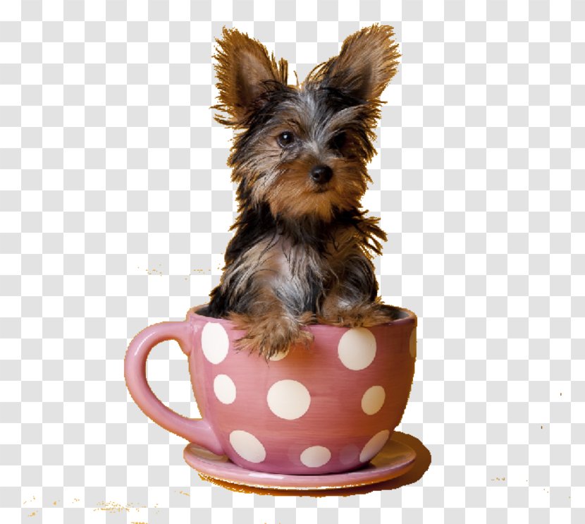 Yorkshire Terrier Puppy Pomeranian Scottish Tea - Dog Like Mammal Transparent PNG