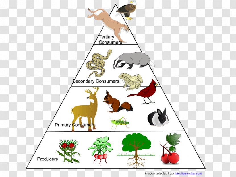 Food Web Ecological Pyramid Chain Ecosystem Ecology - Fictional Character Transparent PNG