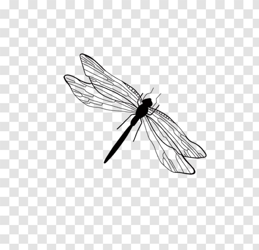 Ink Wash Painting Dragonfly Illustration - Wing Transparent PNG