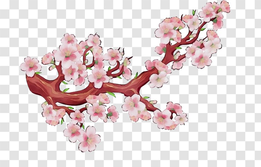 Cherry Blossom - Branch - Petal Tree Transparent PNG