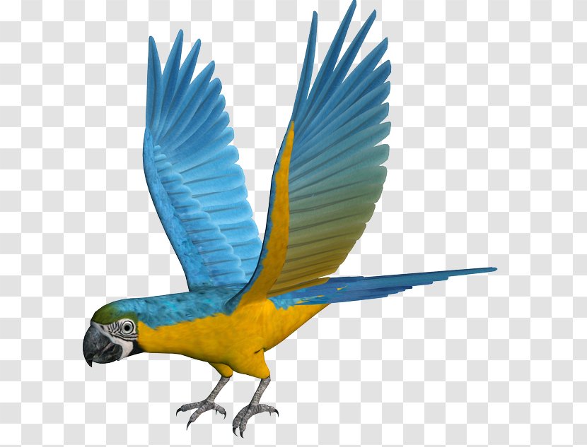 Macaw Parrot Parakeet Feather Beak Transparent PNG