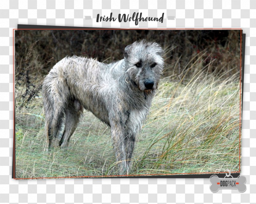 Irish Wolfhound Scottish Deerhound American Staghound Dog Breed Tibetan Mastiff - Bulldog Transparent PNG