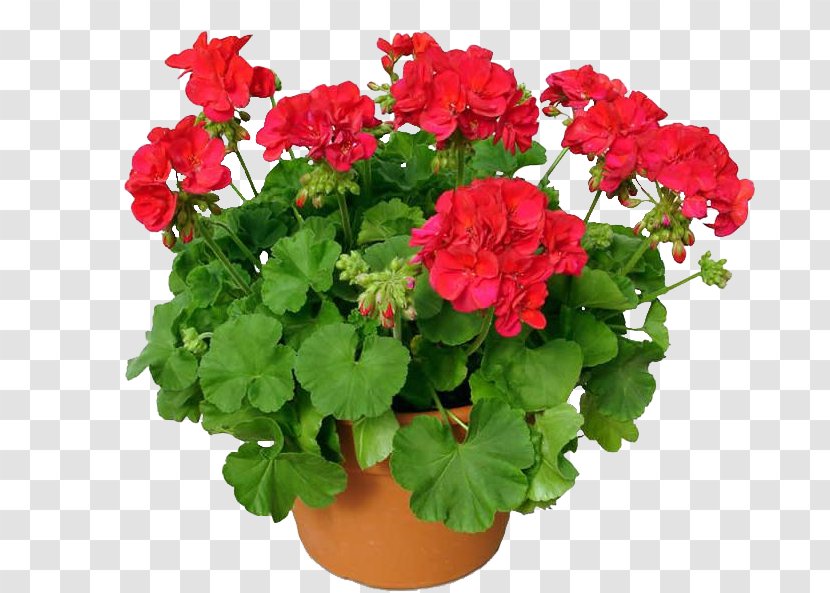 Houseplant Bloody Crane's-bill Geraniums Garden - Shrub - Plant Transparent PNG