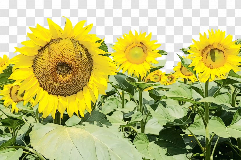 Flower Field - Sunflowers - Perennial Plant Wildflower Transparent PNG