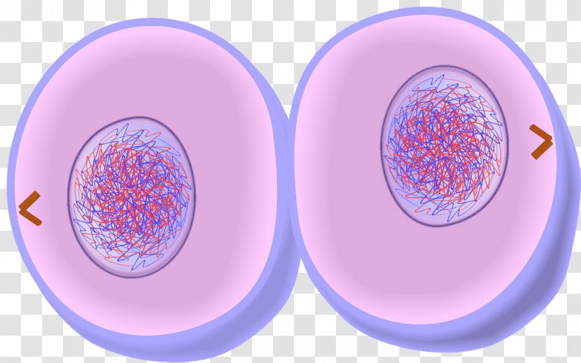Mitosis Cytokinesis Cell Division Telophase Prometaphase - Spindle Apparatus Transparent PNG
