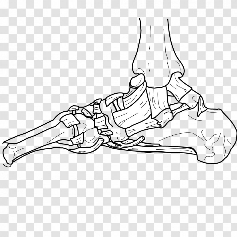 Joint Bone Human Body - Position - Skeleton Transparent PNG