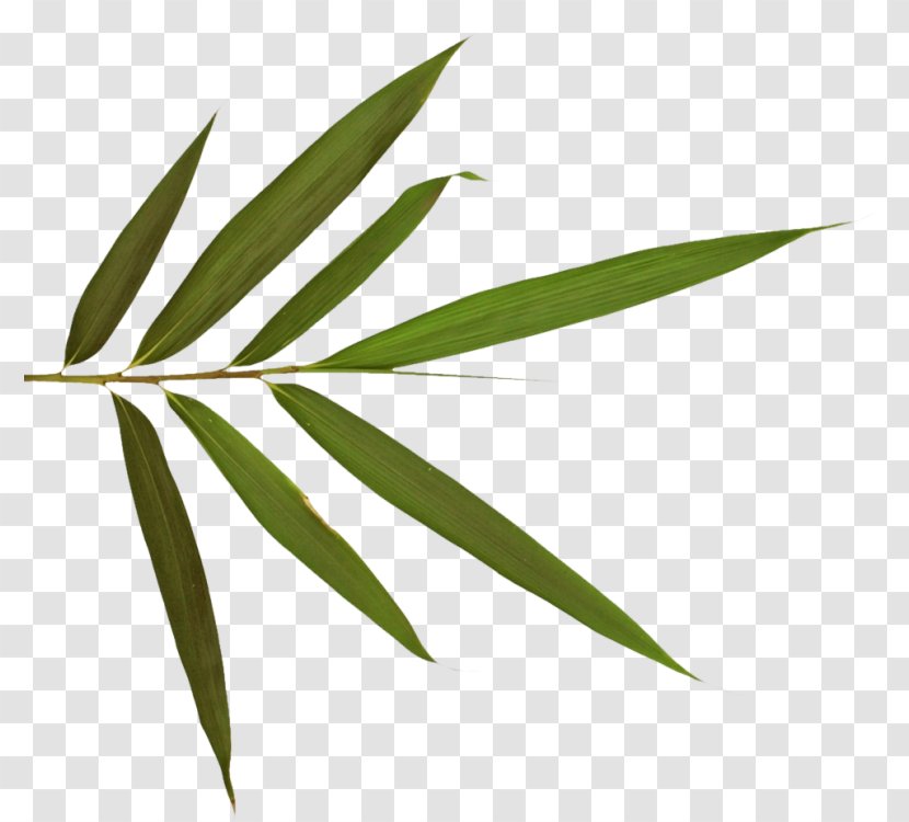 Leaf Bamboo Plant Stem Digital Image - Textures Transparent PNG