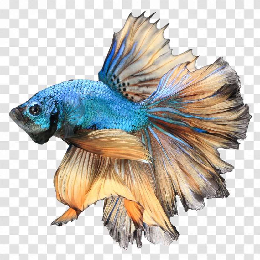 Siamese Fighting Fish Betta Channoides Aquarium Stock Photography - Free Download Transparent PNG