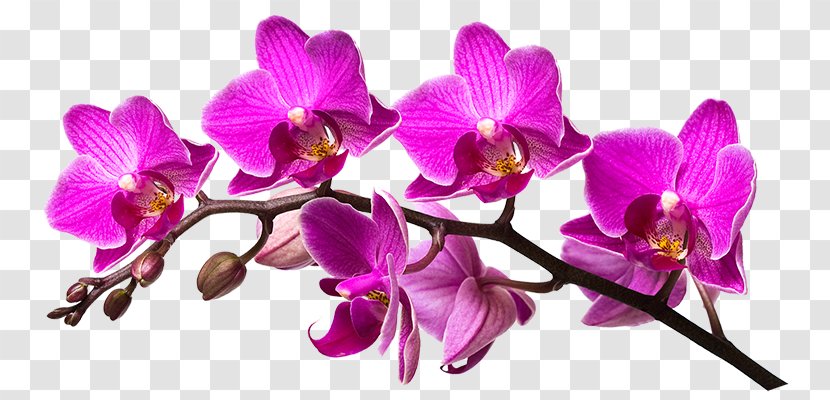 Nail Art Aesthetics Dendrobium Cut Flowers - Lilac - Purple Orchid Transparent PNG