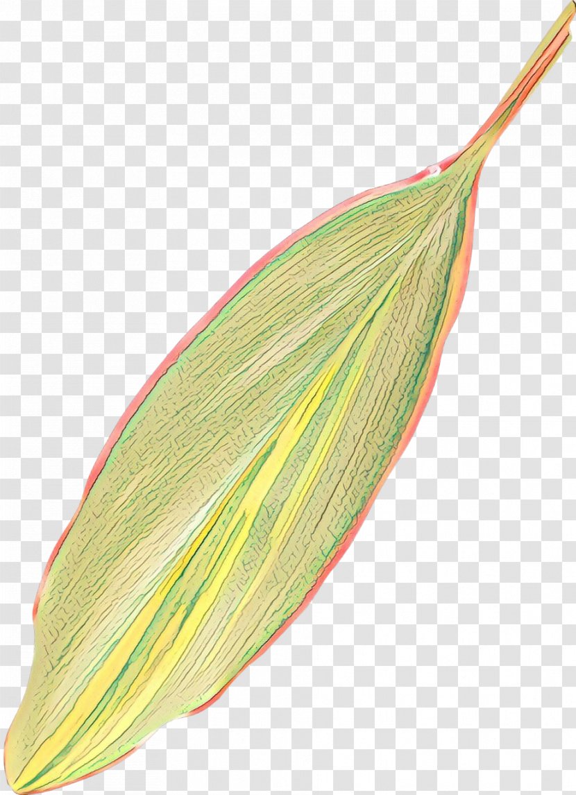 Plant Leaf - Anthurium - Flower Transparent PNG