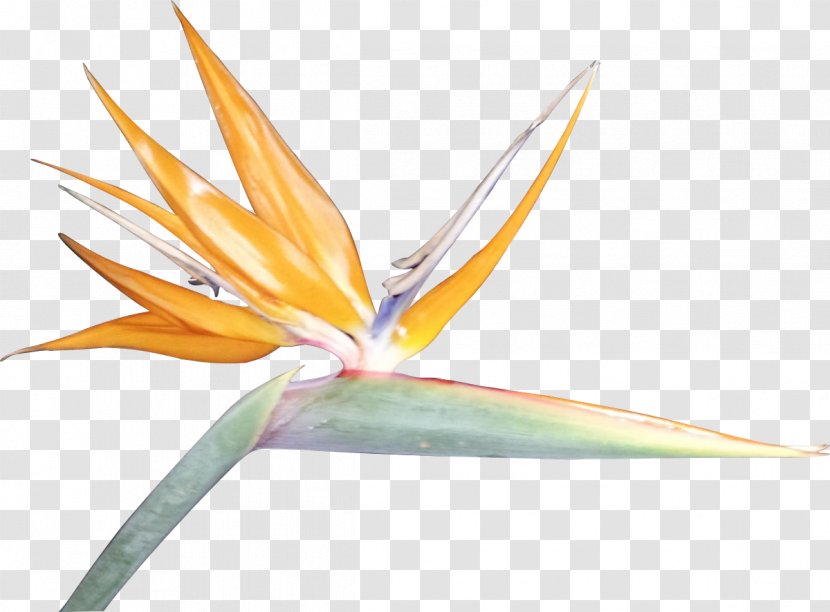 Bird Of Paradise Flower Bird-of-paradise Clip Art - Border Cliparts Transparent PNG