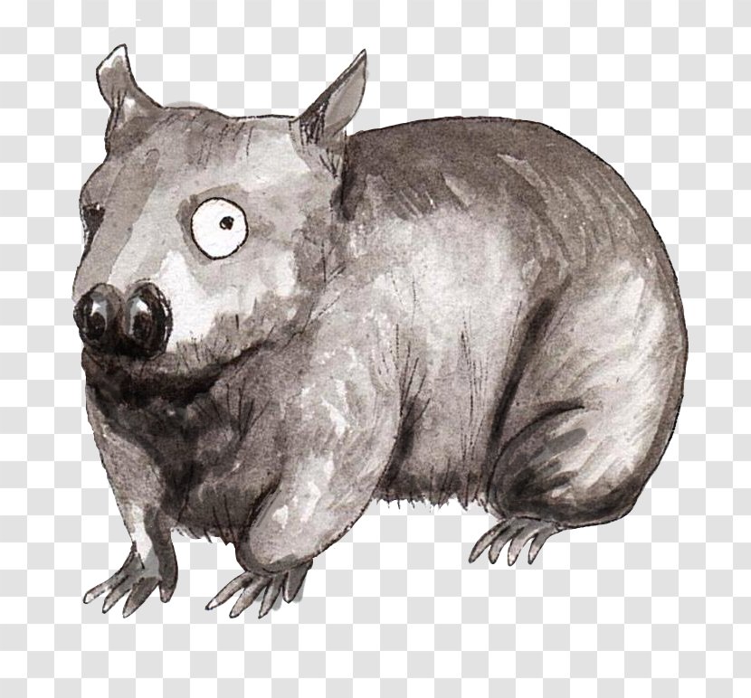 Rat /m/02csf Drawing Wombat - Rodent Transparent PNG