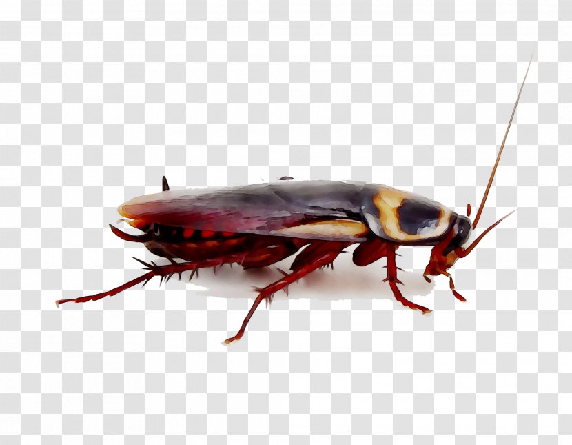 Florida Woods Cockroach German Blattidae Pest Control - Blister Beetles - Oriental Transparent PNG