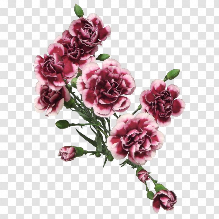 Carnation Rose Cut Flowers - Petal - Plum Transparent PNG