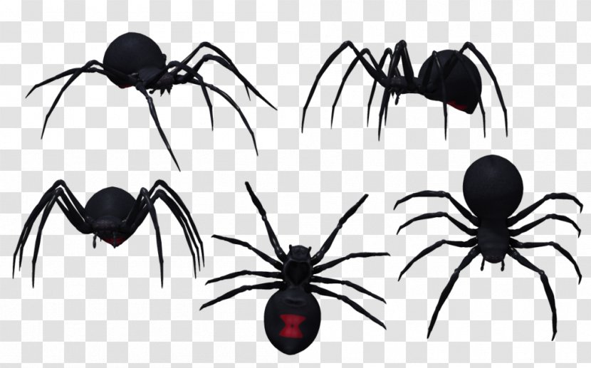 Spider Drawing Latrodectus Tredecimguttatus Southern Black Widow Clip Art - Spiders Transparent PNG