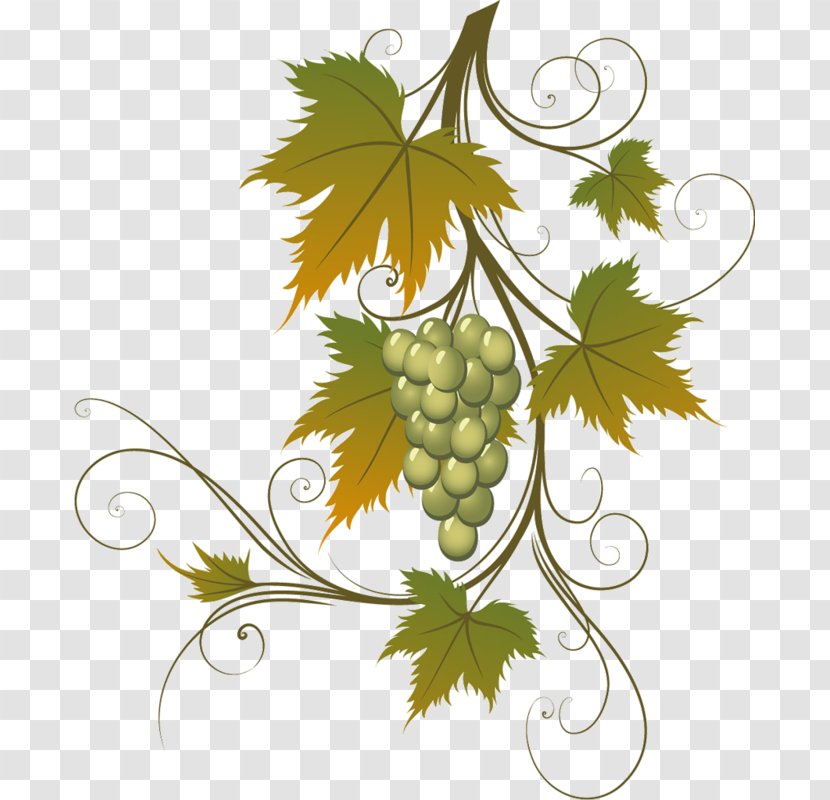 Wine Grapevines - Grapevine Family Transparent PNG