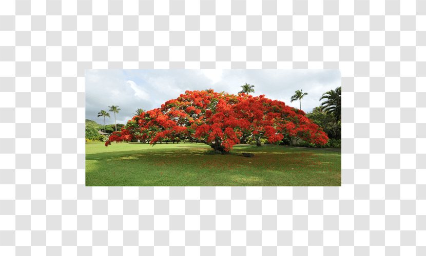 Royal Poinciana Tree Plant Seed Blue Jacaranda - Grass Transparent PNG