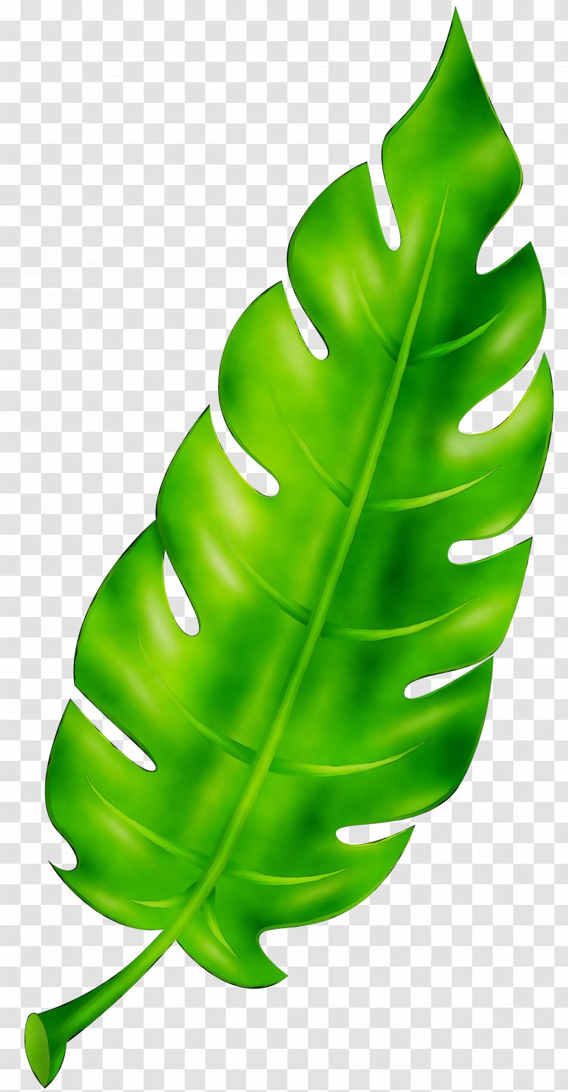 Leaf Green Plant Stem Product Design Transparent PNG