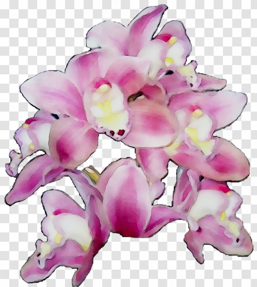 Moth Orchids Cut Flowers Floral Design Pink M - Perennial Plant - Orchid Transparent PNG