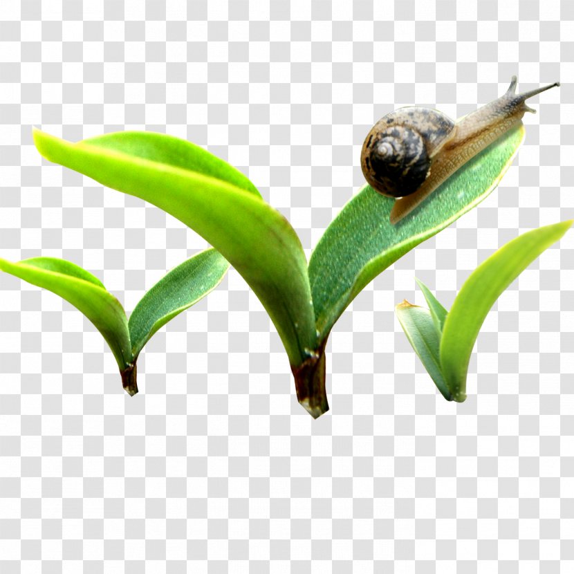 Template Bud - Snails Transparent PNG