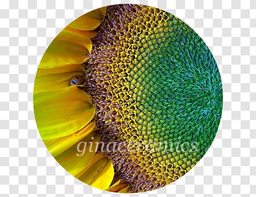 Sunflower Seed Common Insect Pollen Transparent PNG