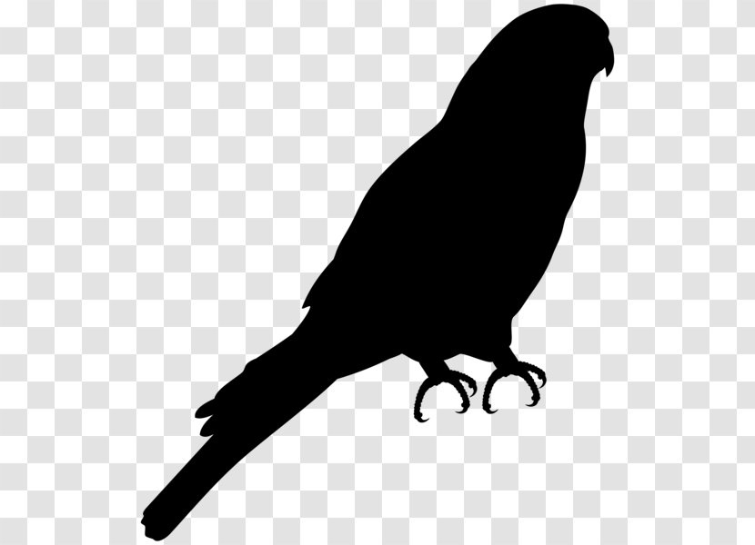 Bird Clip Art European Robin Image - Crowlike - Pied Crow Transparent PNG