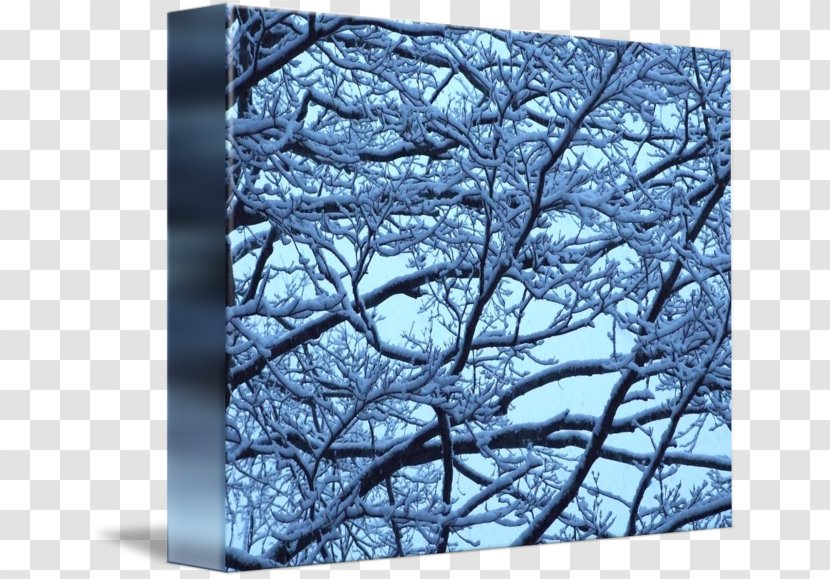 Twig Winter Branch Tree Snow - Plant Transparent PNG