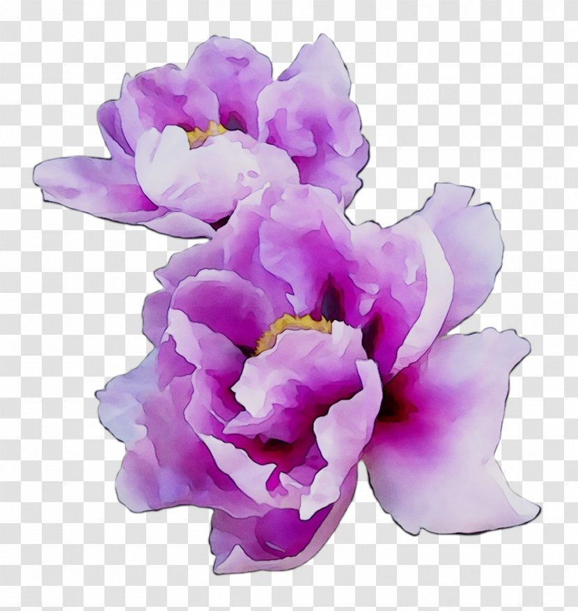 Cut Flowers Cattleya Orchids Herbaceous Plant Family M Invest D.o.o. - Flower - Flowering Transparent PNG