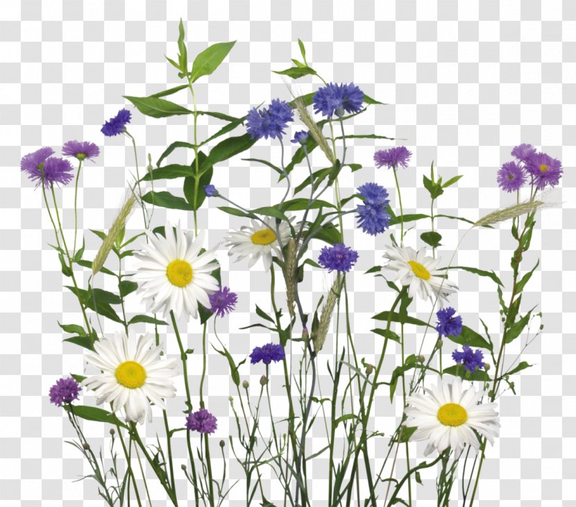 Chamomile Flower Clip Art - Aster - Watercolor Grass Transparent PNG